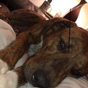 Meet your Posher, Pups